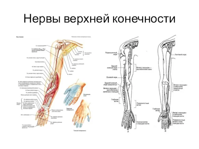 Нервы верхней конечности