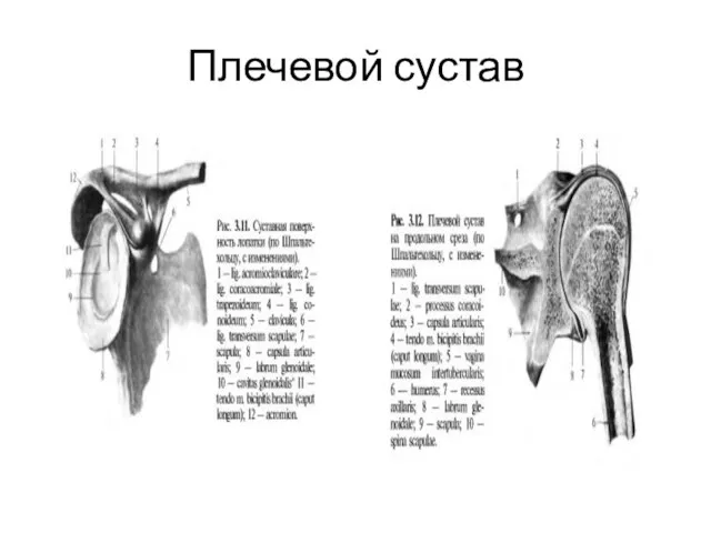 Плечевой сустав