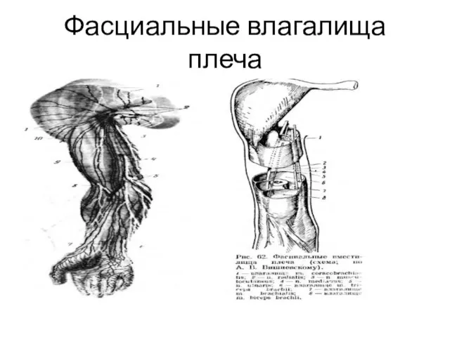 Фасциальные влагалища плеча