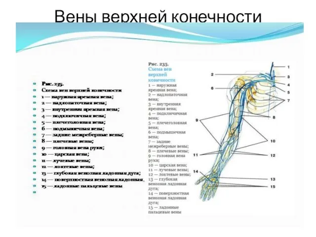 Вены верхней конечности