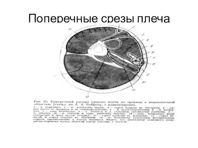 Поперечные срезы плеча