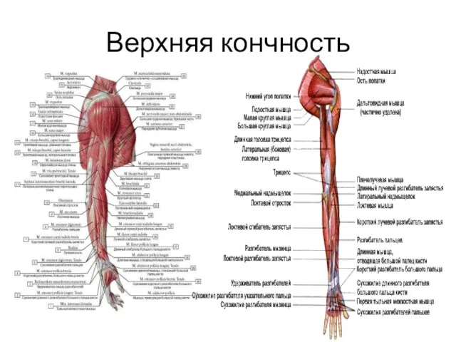 Верхняя кончность