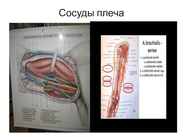 Сосуды плеча