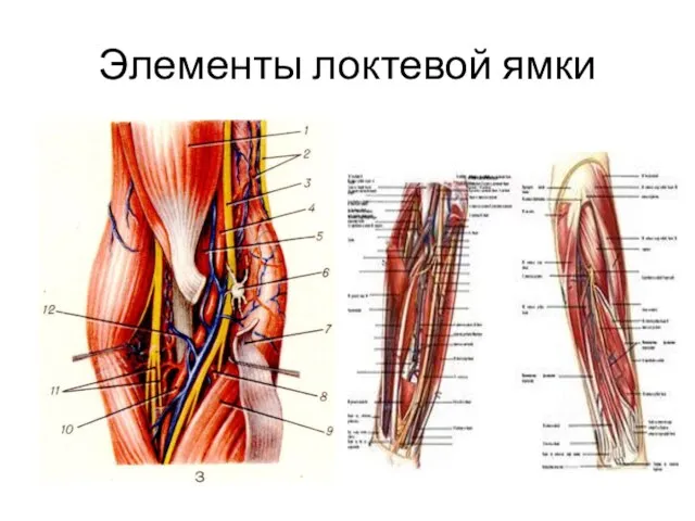 Элементы локтевой ямки