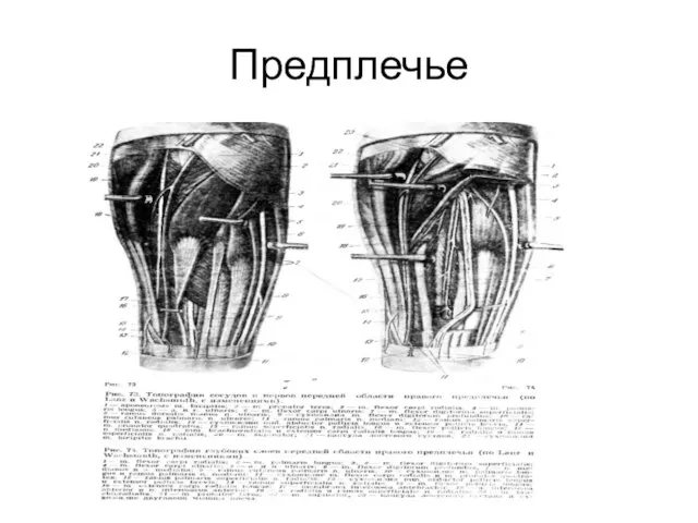 Предплечье