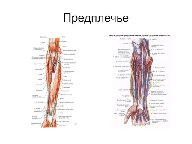 Предплечье