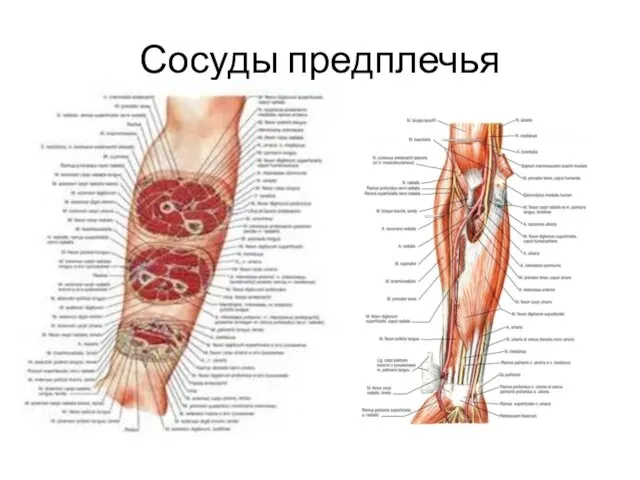 Сосуды предплечья