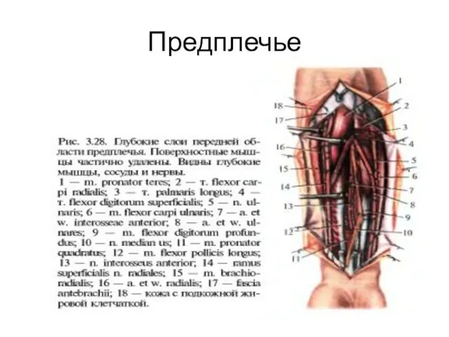 Предплечье