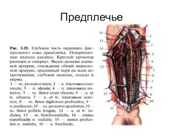 Предплечье