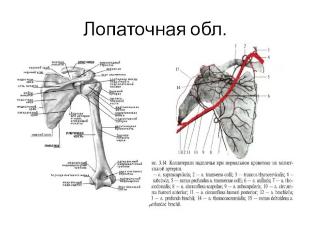 Лопаточная обл.