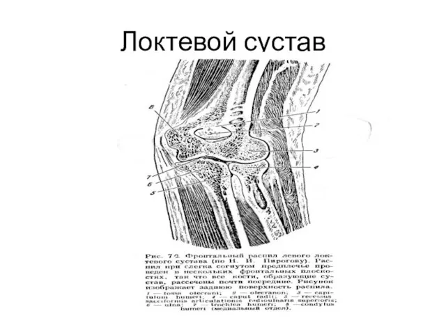 Локтевой сустав