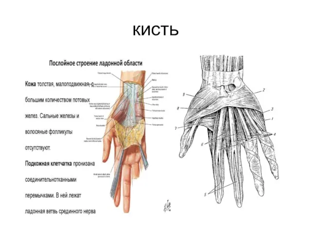 кисть