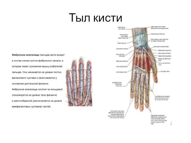 Тыл кисти