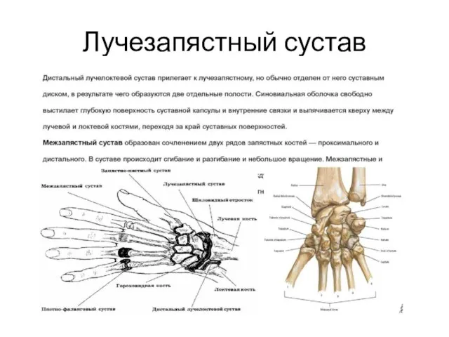 Лучезапястный сустав