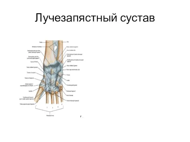 Лучезапястный сустав