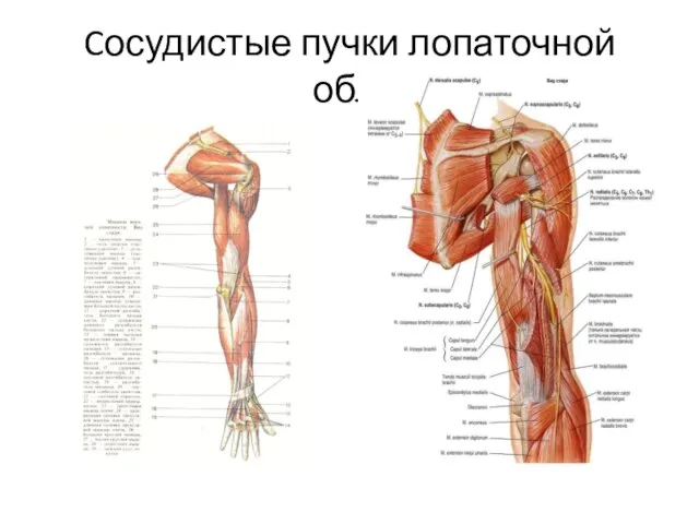 Cосудистые пучки лопаточной обл.