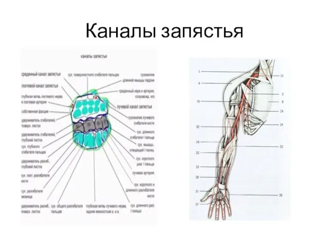 Каналы запястья