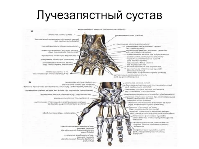 Лучезапястный сустав