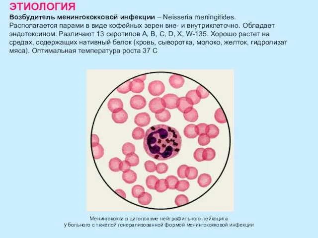 ЭТИОЛОГИЯ Возбудитель менингококковой инфекции – Neisseria meningitides. Располагается парами в виде