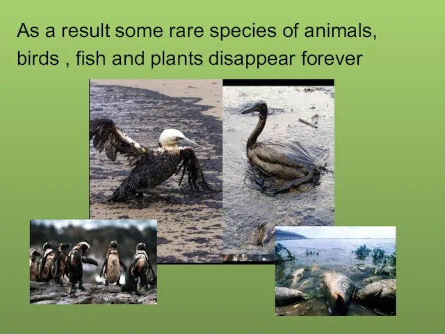 As a result some rare species of animals, birds , fish and plants disappear forever