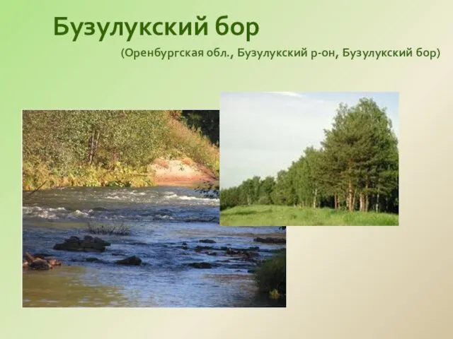 Бузулукский бор (Оренбургская обл., Бузулукский р-он, Бузулукский бор)