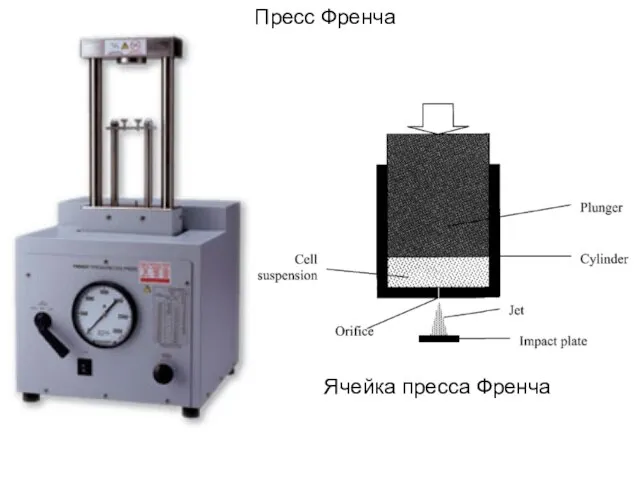 Ячейка пресса Френча Пресс Френча