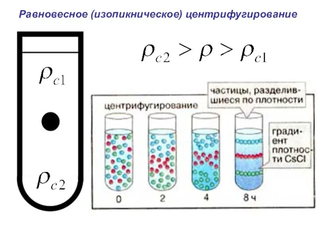 Равновесное (изопикническое) центрифугирование