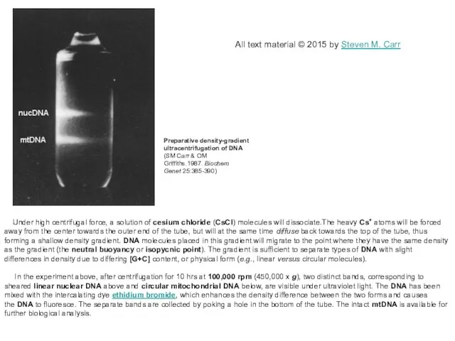 Under high centrifugal force, a solution of cesium chloride (CsCl) molecules