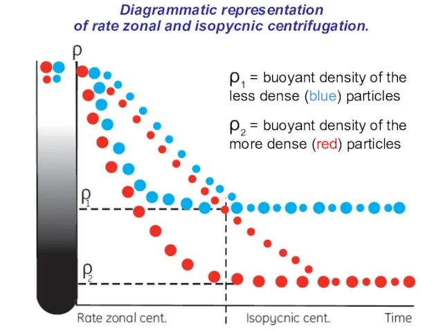 Diagrammatic representation of rate zonal and isopycnic centrifugation. ρ1 = buoyant