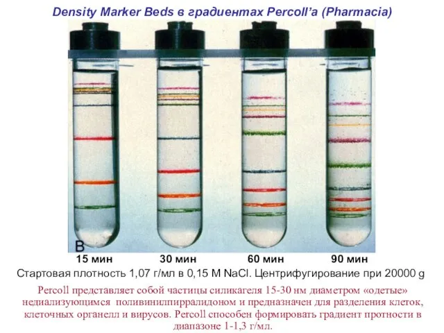 Density Marker Beds в градиентах Percoll’а (Pharmacia) Стартовая плотность 1,07 г/мл