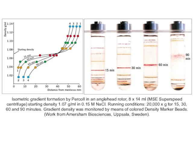 Isometric gradient formation by Percoll in an anglehead rotor, 8 x
