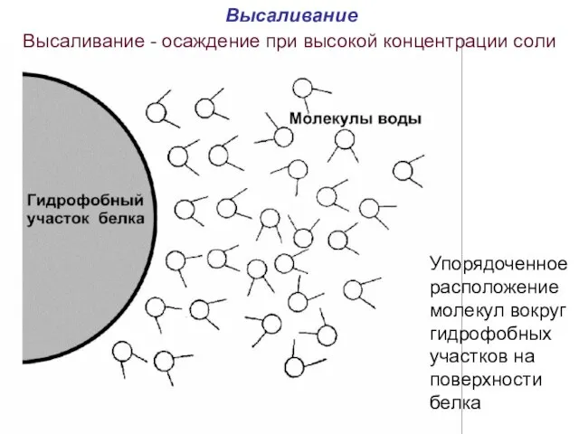 Высаливание Высаливание - осаждение при высокой концентрации соли Упорядоченное расположение молекул