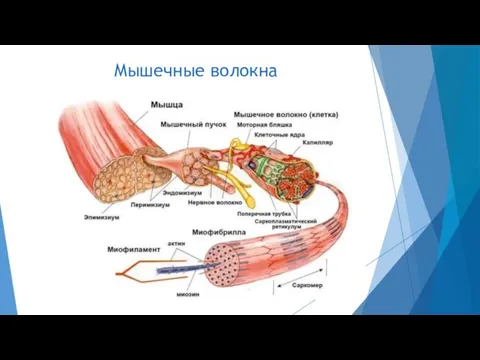 Мышечные волокна