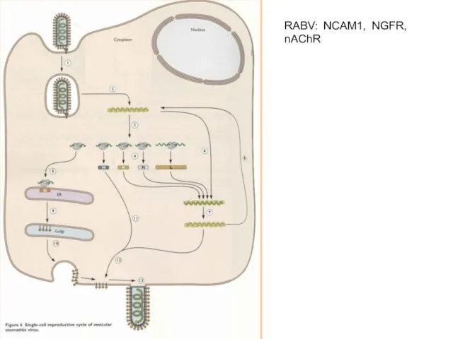 RABV: NCAM1, NGFR, nAChR