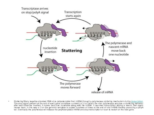 Stuttering:Many negative stranded RNA virus polyadenylate their mRNA through a polymerase