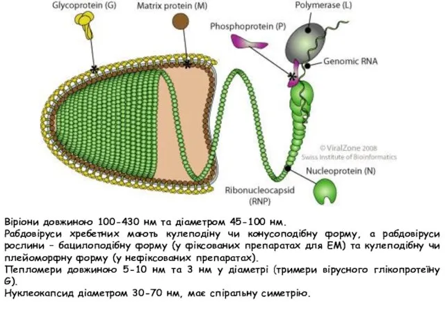 Віріони довжиною 100-430 нм та діаметром 45-100 нм. Рабдовіруси хребетних мають