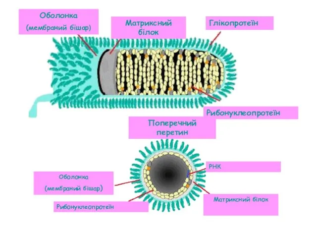 Оболонка (мембраний бішар) Матриксний білок Глікопротеїн Рибонуклеопротеїн Поперечний перетин Оболонка (мембраний бішар) Рибонуклеопротеїн Матриксний білок РНК
