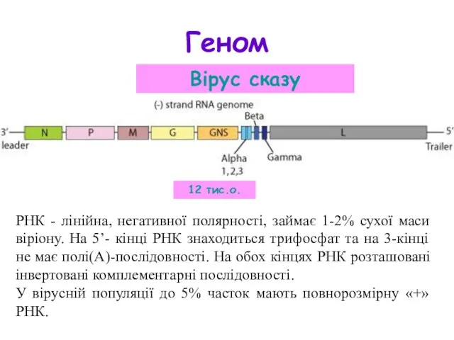 Геном Вірус сказу 12 тис.о. РНК - лінійна, негативної полярності, займає