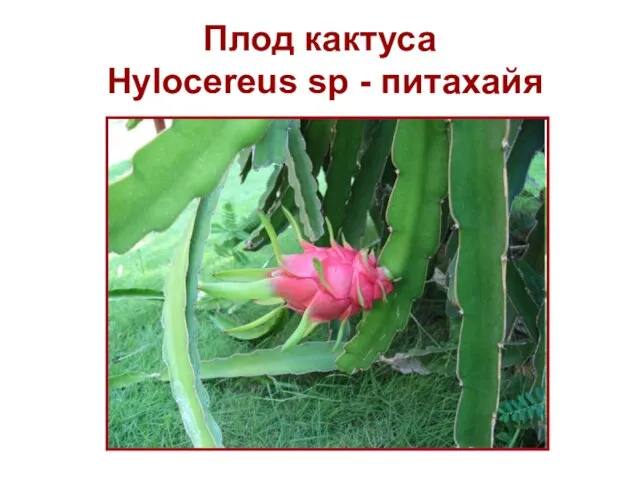 Плод кактуса Hylocereus sp - питахайя