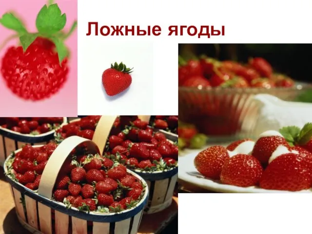 Ложные ягоды