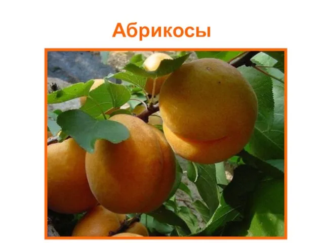 Абрикосы