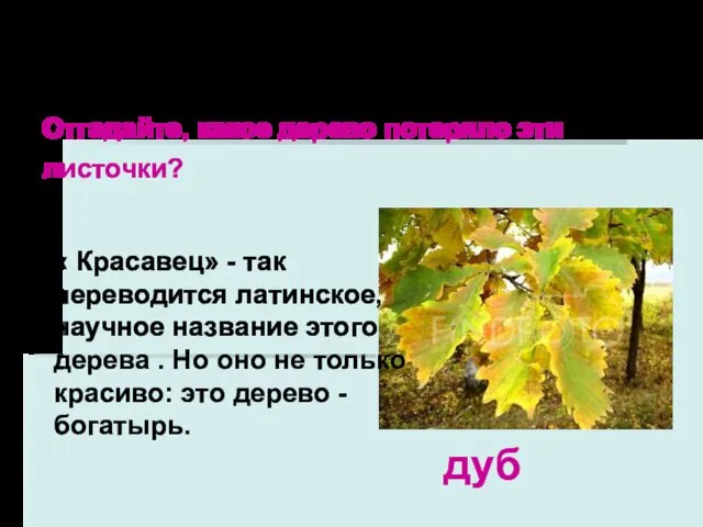 Берёза, рябина, осина, тополь и орешник– лиственные растения. дуб Отгадайте, какое