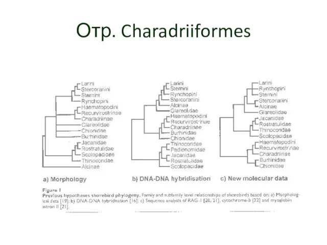 Отр. Charadriiformes