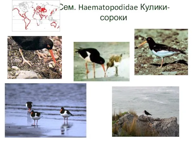 Сем. Haematopodidae Кулики-сороки