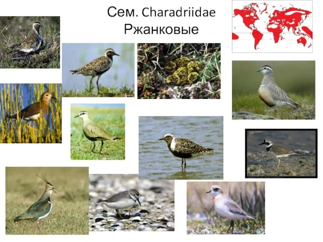 Сем. Charadriidae Ржанковые