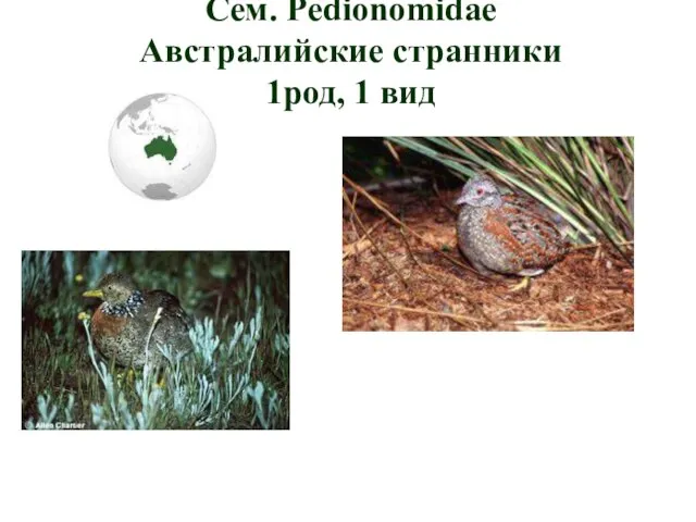 Cем. Pedionomidae Австралийские странники 1род, 1 вид