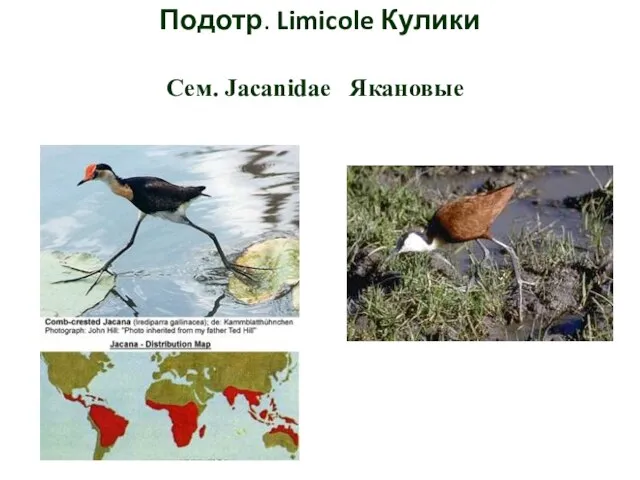 Подотр. Limicole Кулики Сем. Jacanidae Якановые