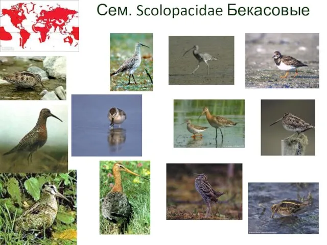 Сем. Scolopacidae Бекасовые