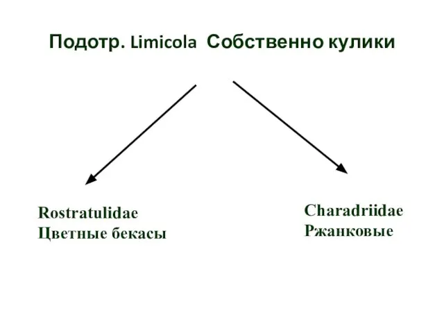 Подотр. Limicola Собственно кулики Rostratulidae Цветные бекасы Charadriidae Ржанковые