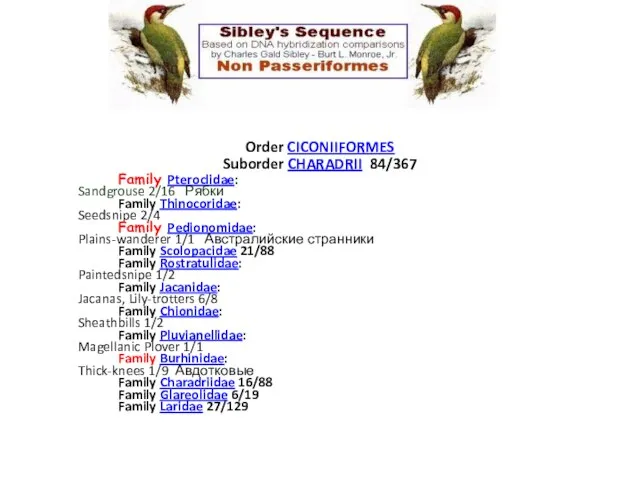 Order CICONIIFORMES Suborder CHARADRII 84/367 Family Pteroclidae: Sandgrouse 2/16 Рябки Family
